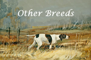 Venaticus Collection - Other breeds