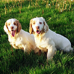 Two Clumber spaniels sitting