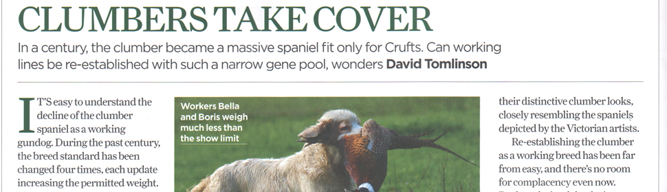 The Field magazine - picture of Clumber with pheasant
