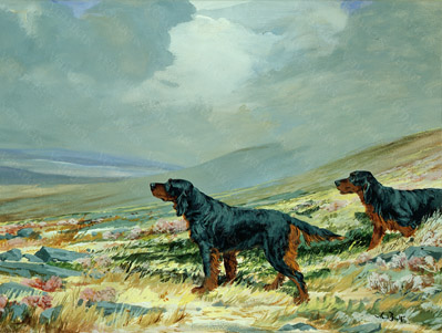 Venaticus Collection - Gorden Setters on a Pennine Fell