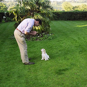 James Darley with Clumber puppy receiving training on garden lawn