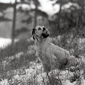 Clumber Spaniel on a snowy bank looking up, black and white