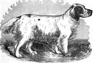 Bruce, circa 1880, as
              illustrated in Stonehenge’s The Dogs of Great Britain
