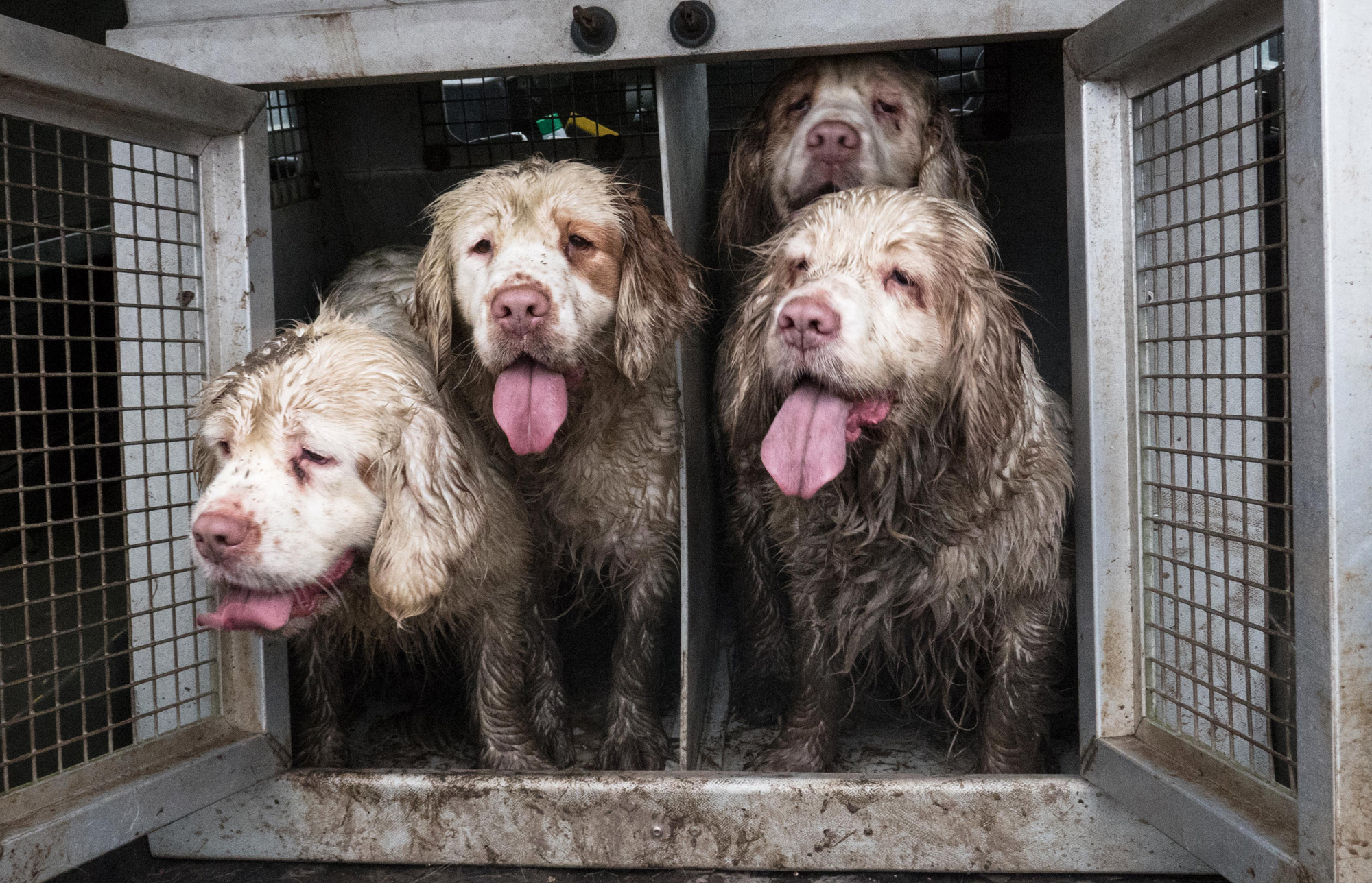 Also available in white - Four wet and muddy Clumber spaniels