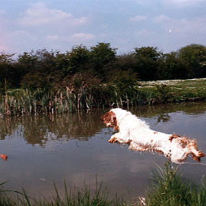 Clumber spaniel jumping into water after dummy