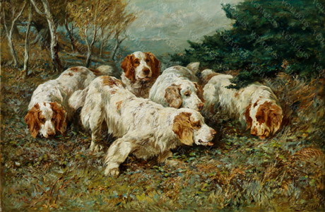 Venaticus Collection - Clumber Spaniels At Clumber Park