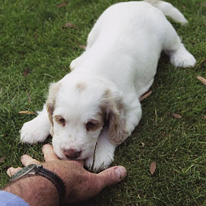 James Darley with Clumber puppy using hand to emulate dogs' mouth